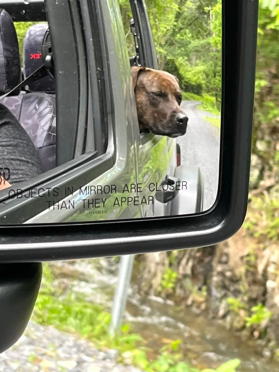 Jeep Wrangler JL JEEP DOGS / JEEP PETS. IMG_2395