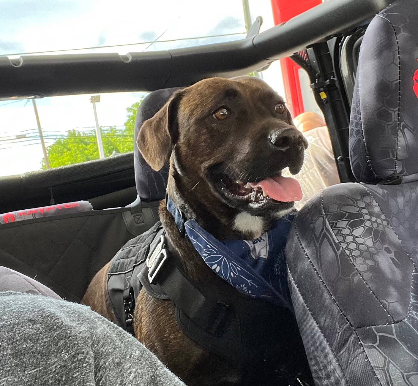Jeep Wrangler JL JEEP DOGS / JEEP PETS. FullSizeRender