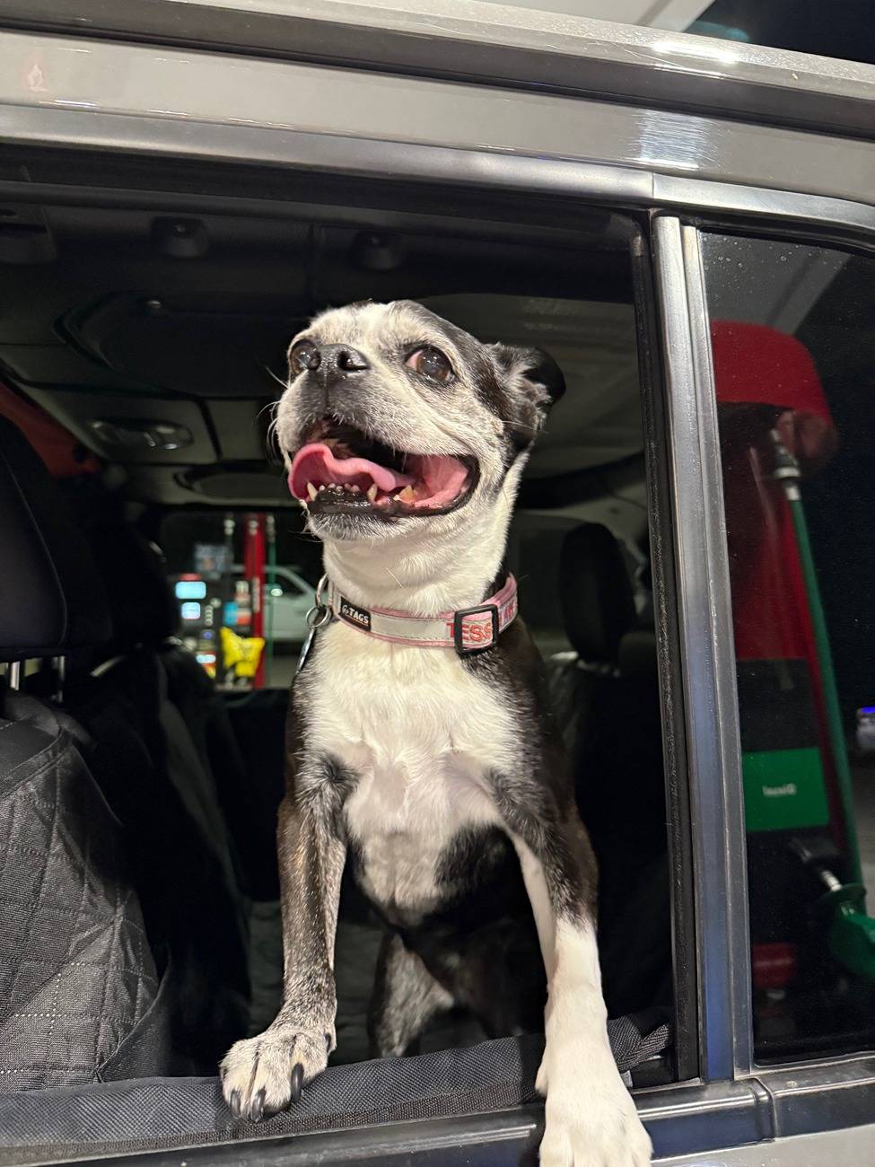 Jeep Wrangler JL JEEP DOGS / JEEP PETS. IMG_0292