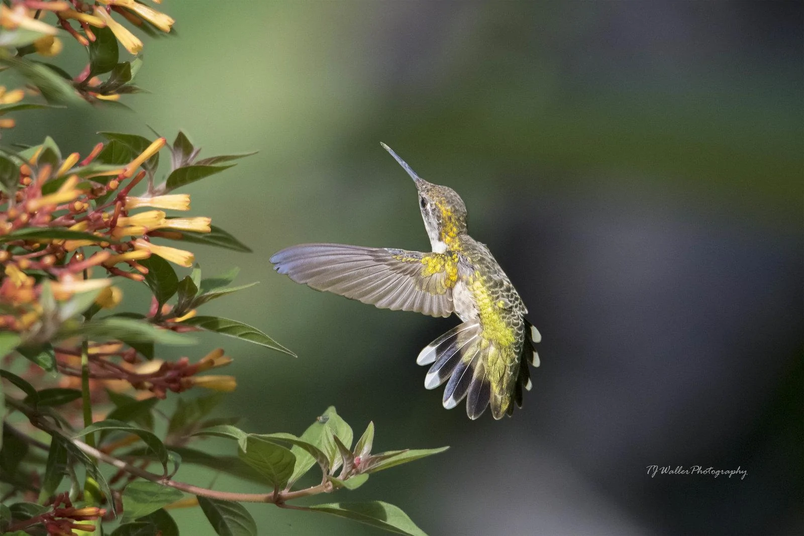 Arial Acrobat (4287D500).webp