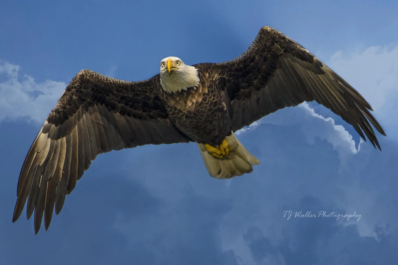 Jeep Wrangler JL 2 DOOR JL build/order discussions master thread Bald Eagle In Flight (9708D500)