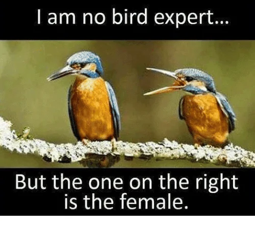 Jeep Wrangler JL Jeep humor waiting room ( ** NO POLITICS ** ) i-am-no-bird-expert-but-the-one-on-the-22929360