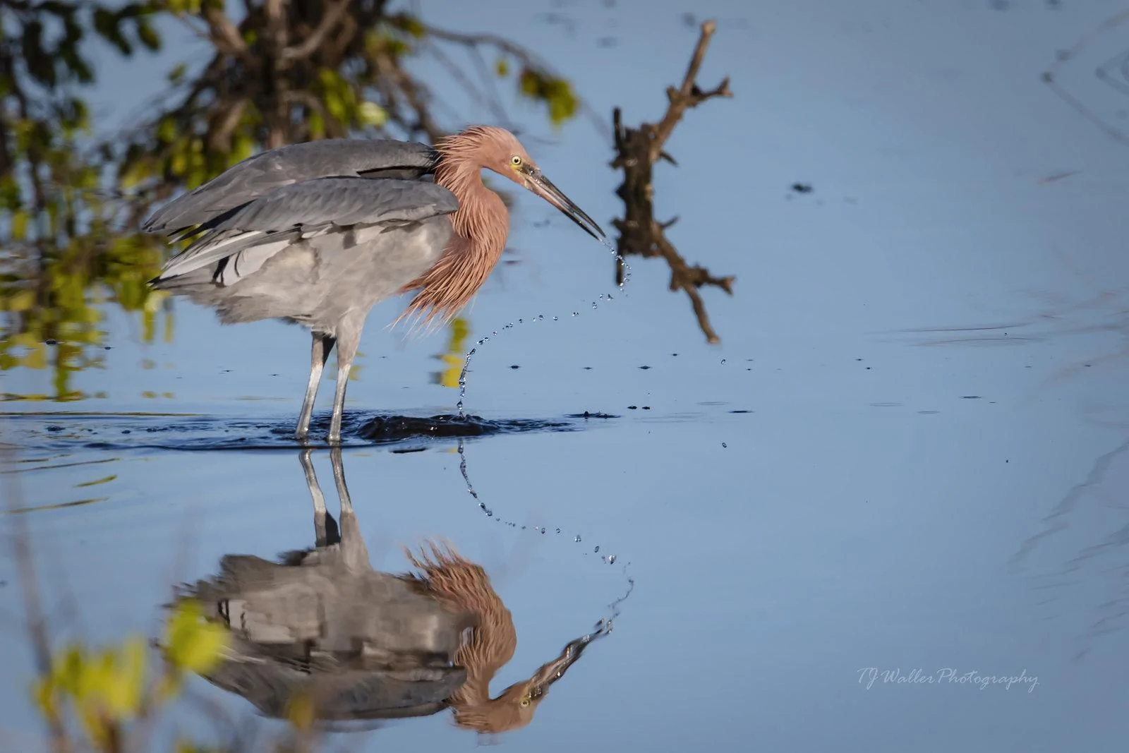 Dribbling Reddish Egret (5845D500).webp