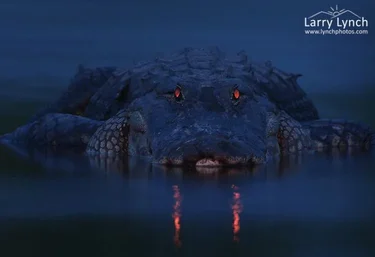 alligators-at-night-1.webp