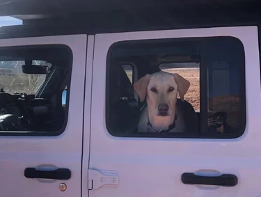 Jeep Wrangler JL Jeep Dog pics 73479F3E-E0B7-4F9F-9EC7-C3392B02F28E