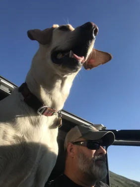 Jeep Wrangler JL Jeep Dog pics 27B03813-1009-404D-B23A-6B1AF25B12AF