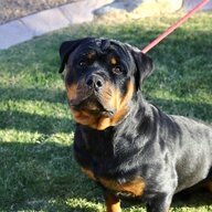 Ruger