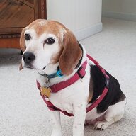 beaglegal