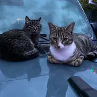 WillysMeow
