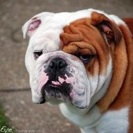 xBIGREDBULLDOGx