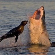 Sharkbite22