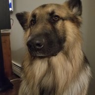 madski