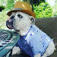 starzbullies