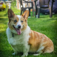 KingCorgi