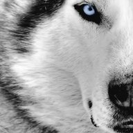 Winterwolf