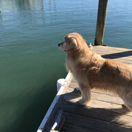fooldawg