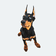 dog_