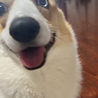 CorgiAttack