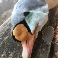 WaterfowlingUSA
