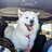 SamoyedDad