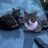 WillysMeow