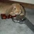 Bunny Actual