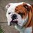 xBIGREDBULLDOGx