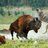 BISON