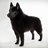 Schipperke