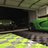 98intrigue