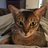 TOP CAT