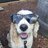 YETIDOG