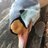 WaterfowlingUSA
